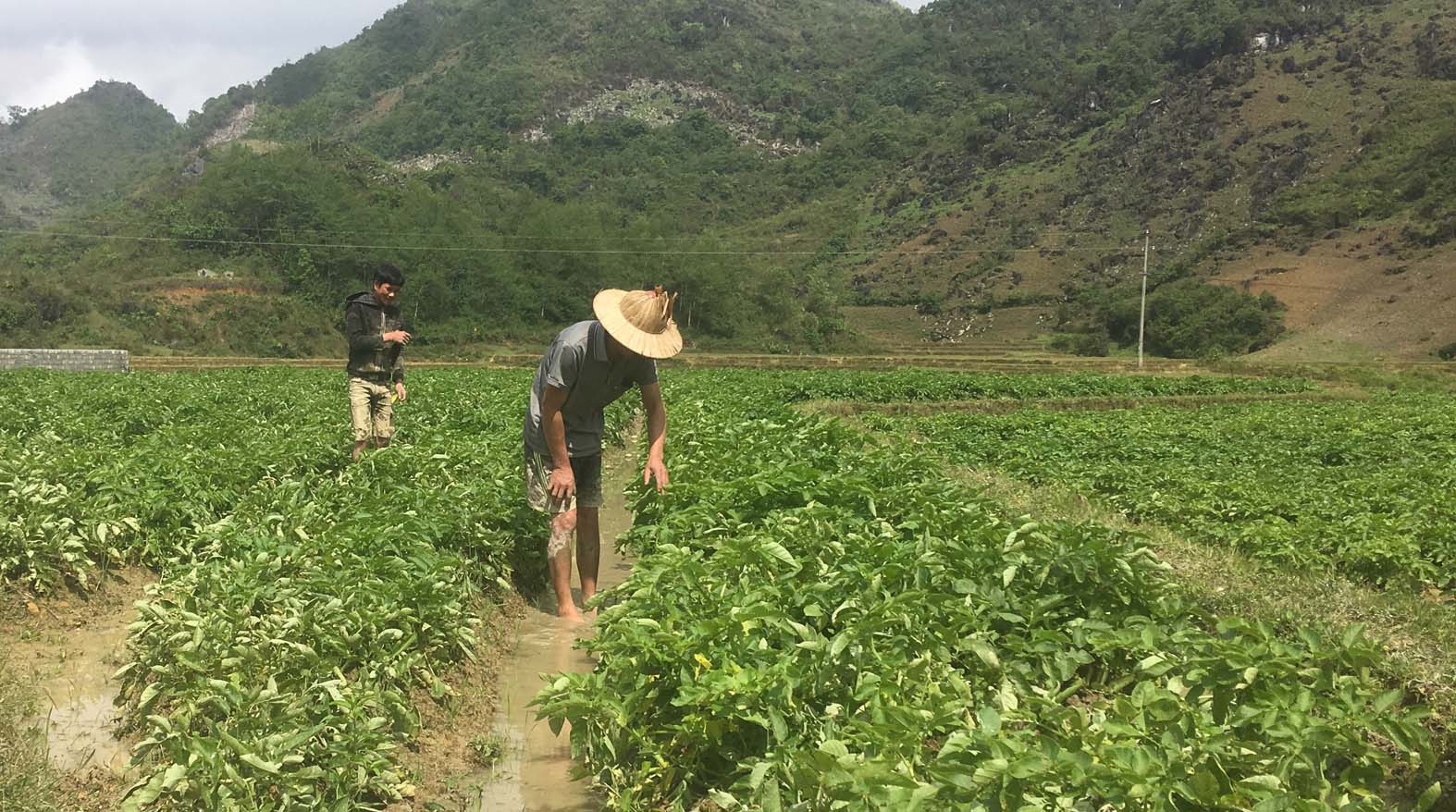 Đưa khoai tây bén rễ trên đất Sìn Hồ